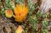 saguaro np east-27
